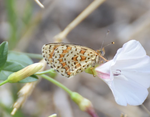 Melitaea trivia - kis tarkalepke