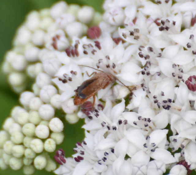 Rhagonycha fulva - feketevégű lágybogár Rhagonycha fulva - feketevégű lágybogár