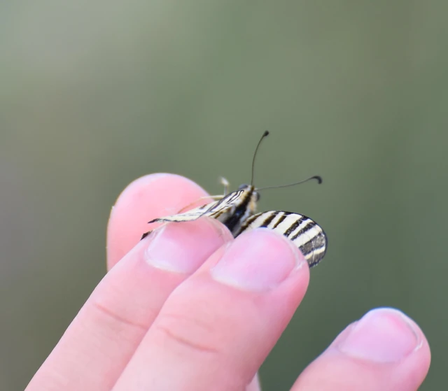 Iphiclides podalirius - kardoslepke