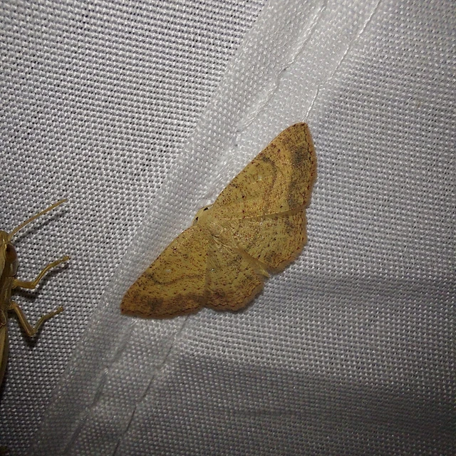 Cyclophora ruficiliaria - vörösrojtú pettyesaraszoló