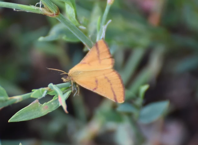 Lythria purpuraria - bíborsávos araszoló