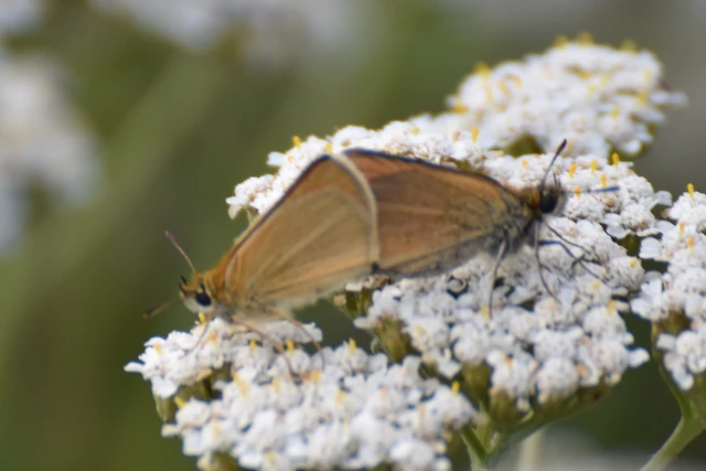 Thymelicus lineola - vonalas busalepke