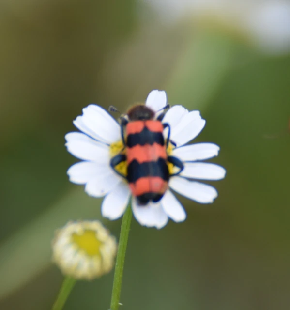 Trichodes apiarius - szalagos méhészbogár