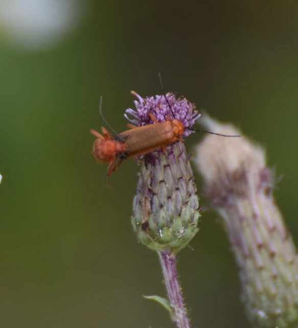 Rhagonycha fulva - feketevégű lágybogár Rhagonycha fulva - feketevégű lágybogár