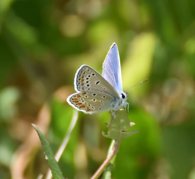 Polyommatus icarus - közönséges boglárka