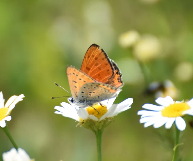 Lycaena thersamon - kis tűzlepke