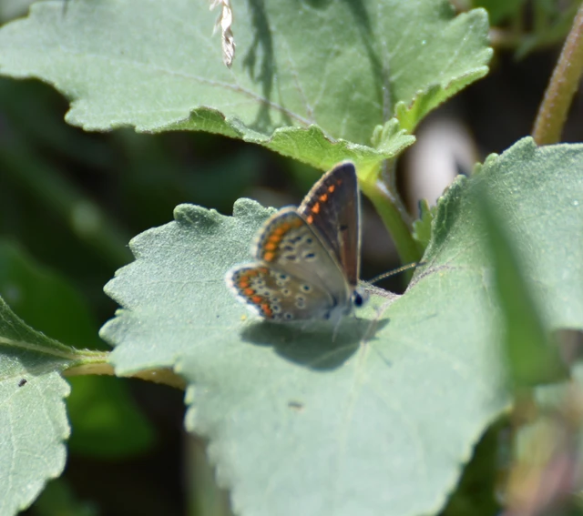 Aricia agestis - szerecsenboglárka