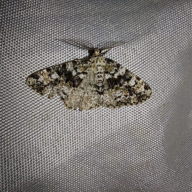 Fagivorina arenaria - bükkfaaraszoló