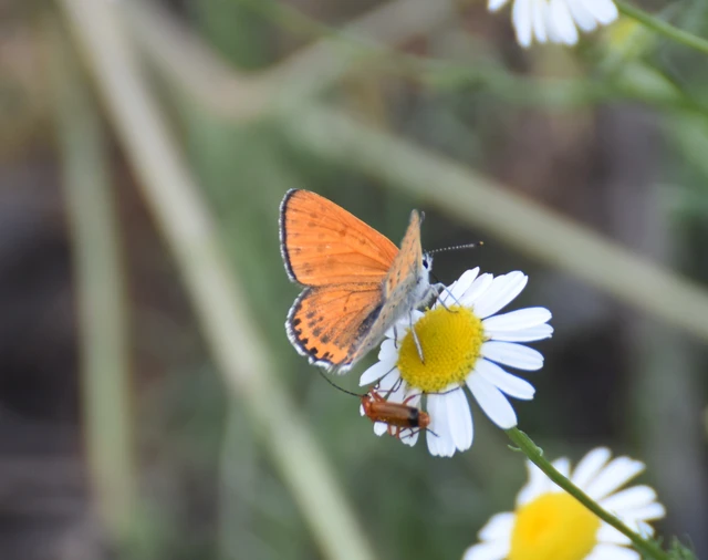 Lycaena thersamon - kis tűzlepke