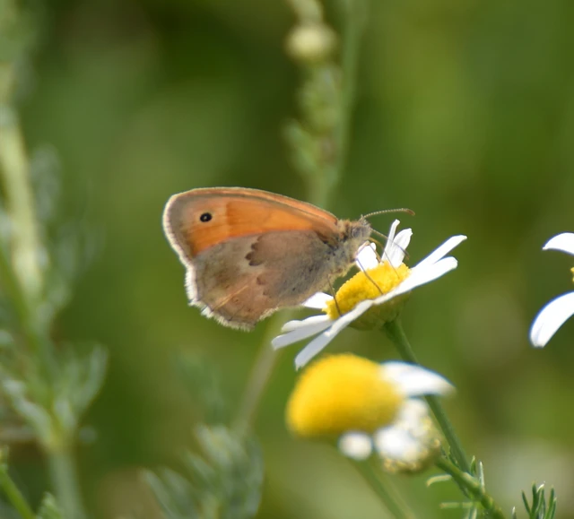 Coenonympha pamphilus - kis szénalepke