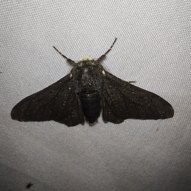 Biston betularia - szürkepettyes araszoló