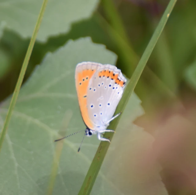 Lycaena dispar rutilus - nagy tűzlepke