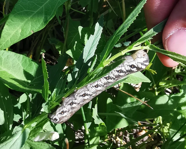Proserpinus proserpina - törpeszender