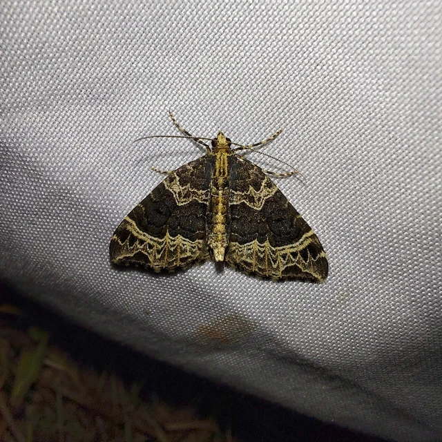 Ecliptopera silaceata - barna tarkaaraszoló