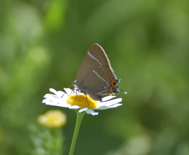 Satyrium w-album - szilfa-csücsköslepke