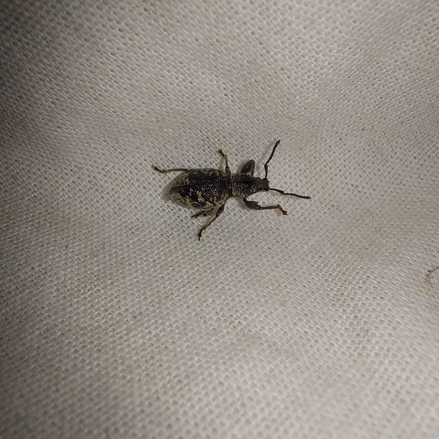 Otiorhynchus fullo - aranypikkelyes gyalogormányos