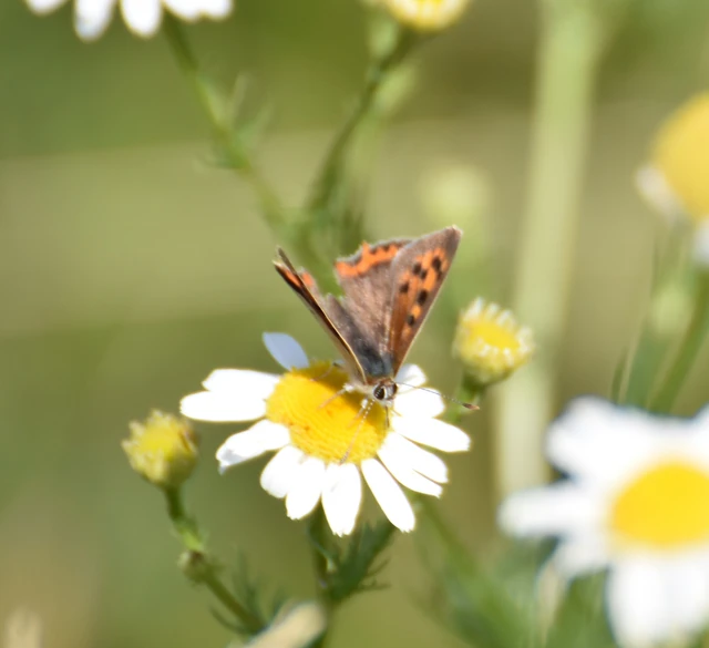 Lycaena phlaeas - közönséges tűzlepke Lycaena phlaeas - közönséges tűzlepke