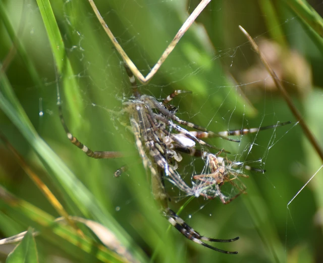 Araneae - Pókok