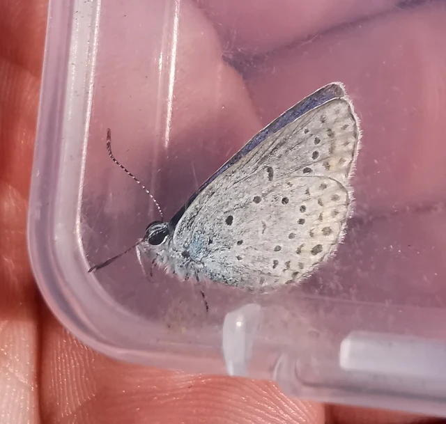 Plebejus argyrognomon - tintakék boglárka