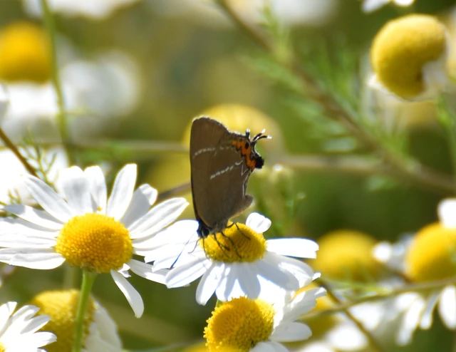Satyrium w-album - szilfa-csücsköslepke