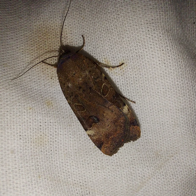 Noctua interposita - köztes sárgafűbagoly