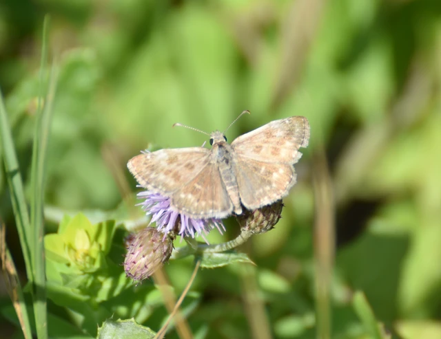 Erynnis tages - cigánylepke