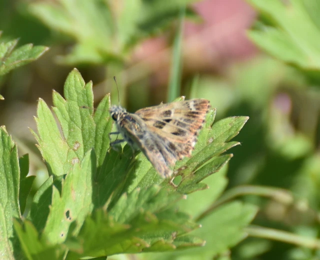 Carcharodus alceae - mályva-busalepke