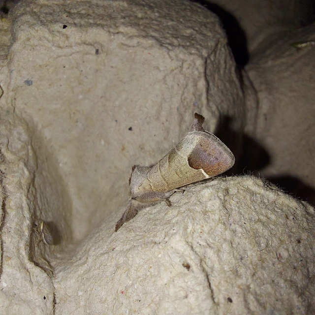Clostera curtula - rövidszárnyú levélszövő