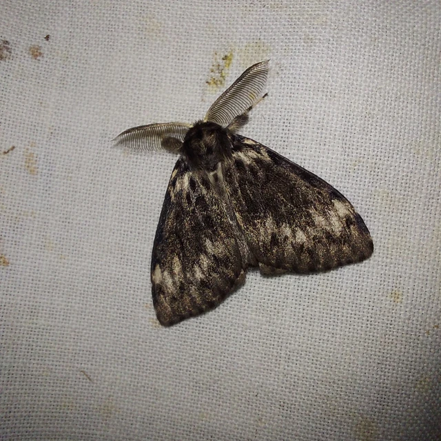 Lymantria monacha - apácalepke