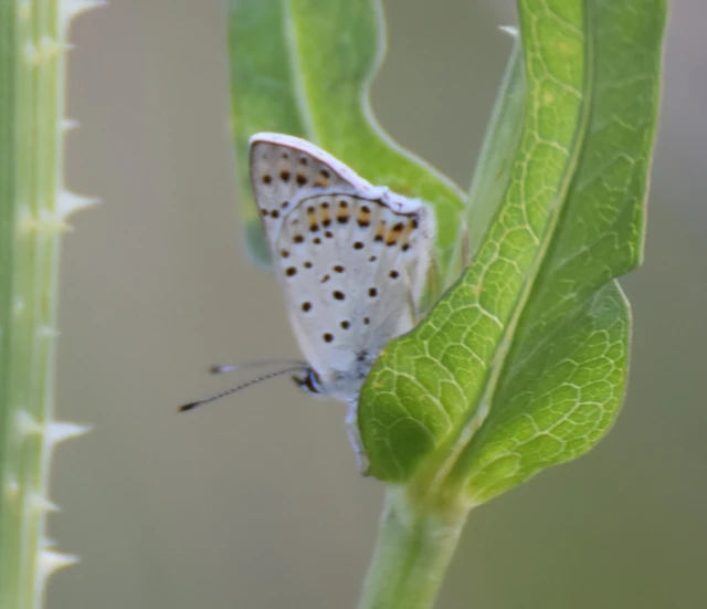 Lycaena tityrus - barna tűzlepke