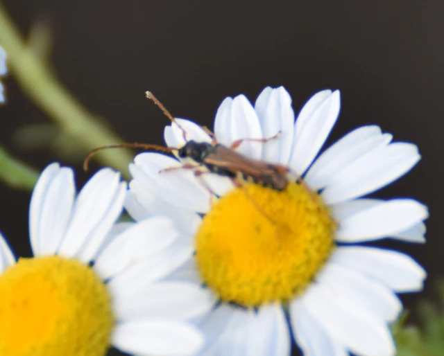 Stenopterus flavicornis - sárgacsápú keskenyfedőscincér