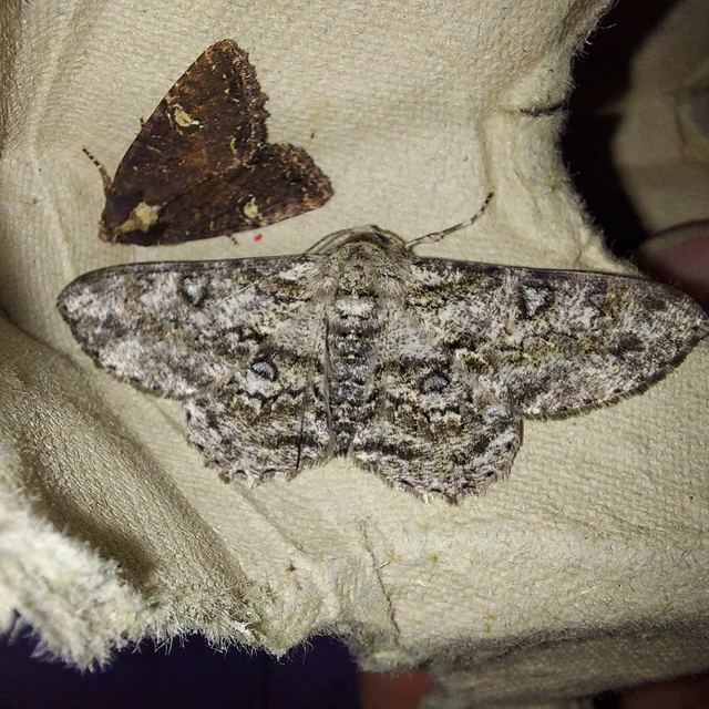 Ascotis selenaria - holdas faaraszoló