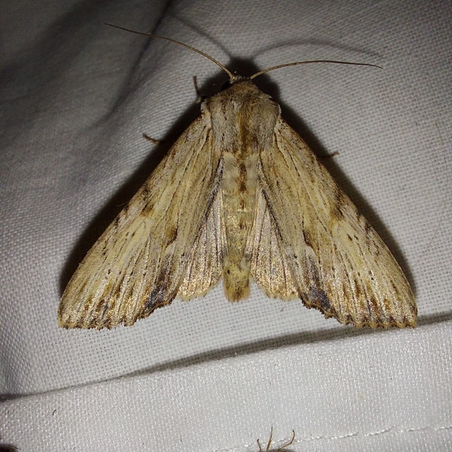 Apamea lithoxylaea - fakó dudvabagoly