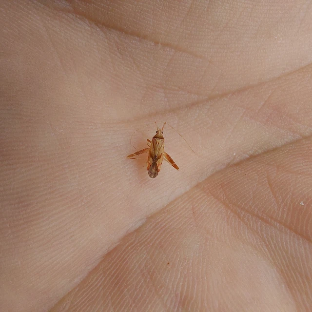 Phytocoris