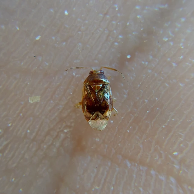 Deraeocoris