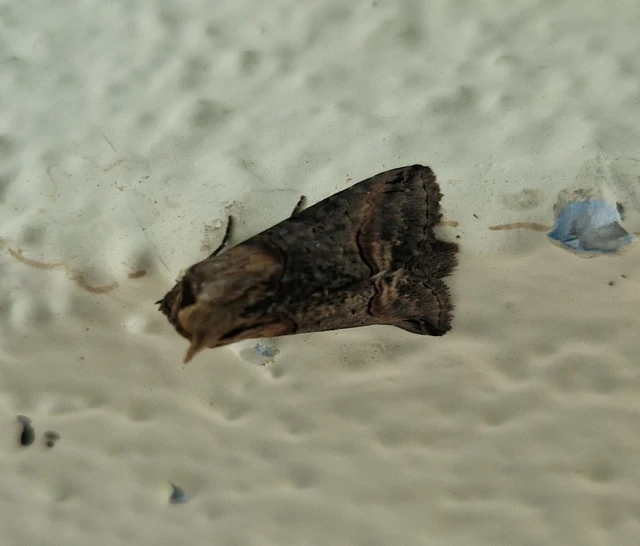 Abrostola triplasia - közönséges csalánbagoly