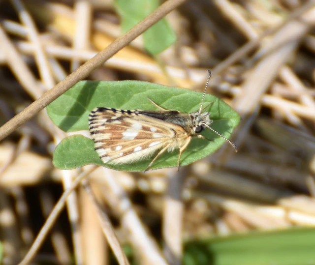 Pyrgus malvae - kis busalepke