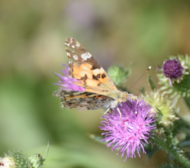 Vanessa cardui - bogáncslepke