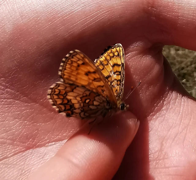 Melitaea athalia - közönséges tarkalepke