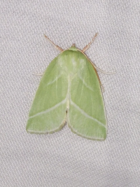 Pseudoips prasinana - bükkfa-zöldbagoly