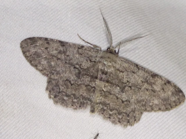 Hypomecis punctinalis - pettyes faaraszoló
