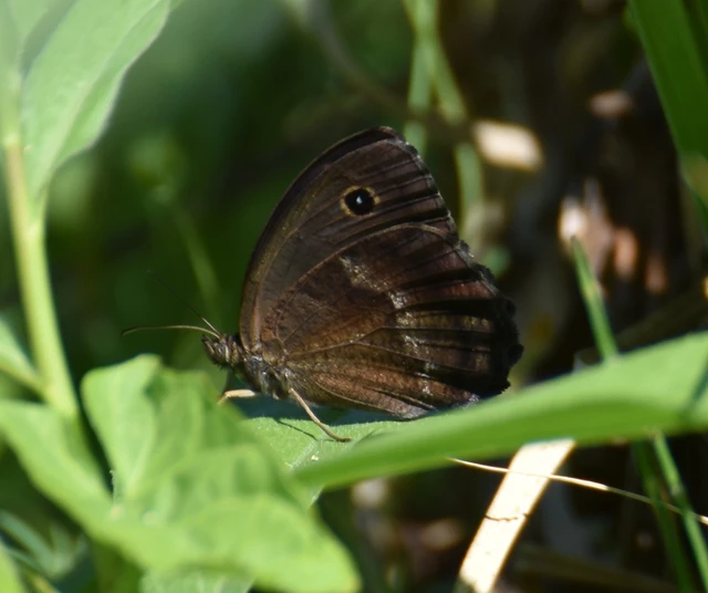 Minois dryas - fekete szemeslepke
