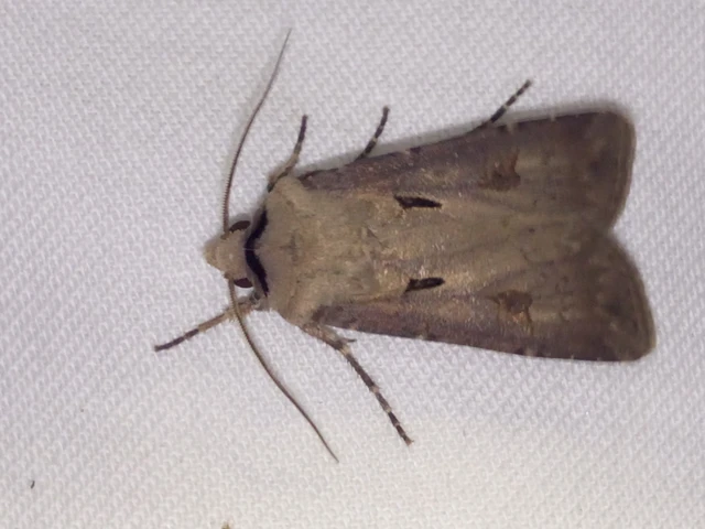Agrotis exclamationis - felkiáltójeles földibagoly
