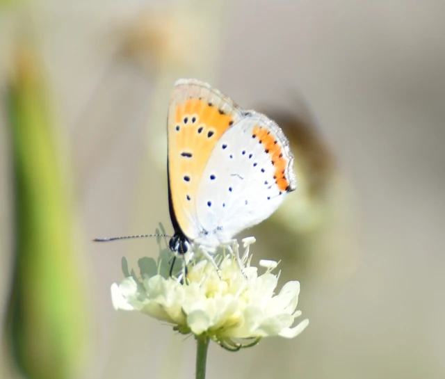 Lycaena dispar rutilus - nagy tűzlepke