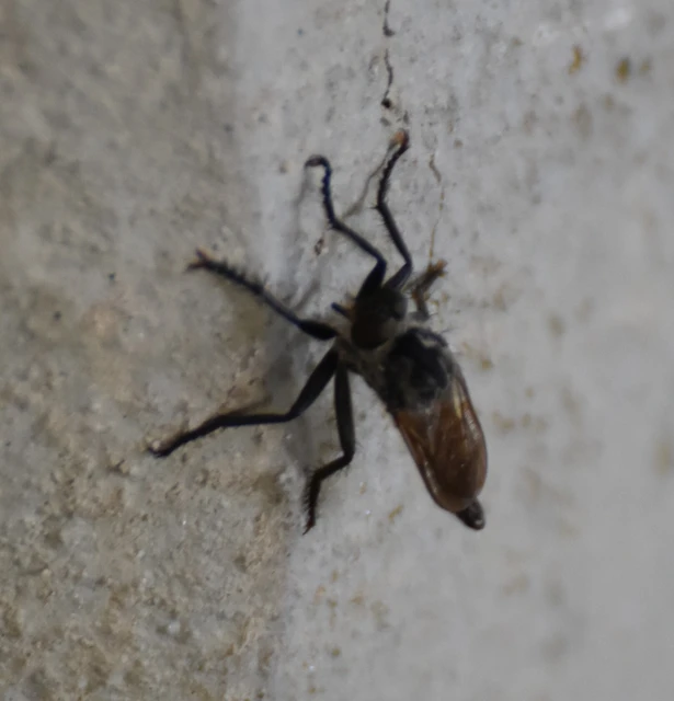 Diptera - Kétszárnyúak