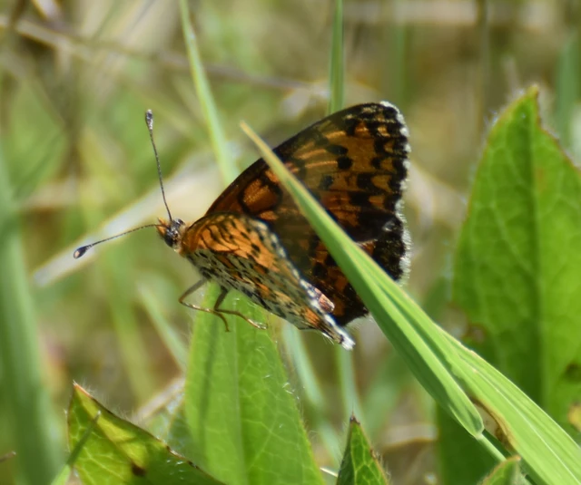 Melitaea trivia - kis tarkalepke