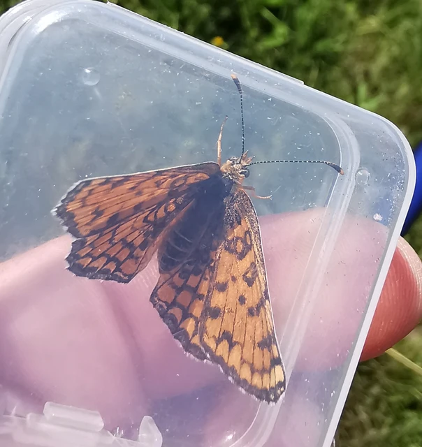 Melitaea phoebe - nagy tarkalepke