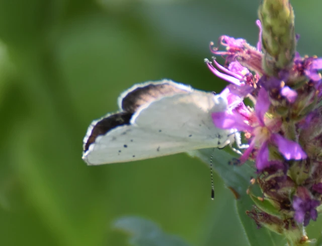 Celastrina argiolus - bengeboglárka