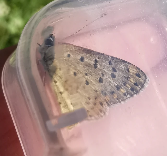 Lycaena tityrus - barna tűzlepke