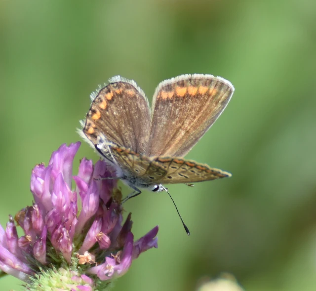 Polyommatus icarus - közönséges boglárka